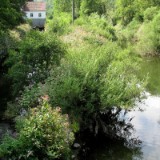 1208F 029 am jungen Neckar